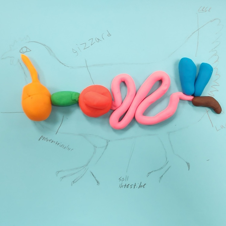 playdoh body systems lab