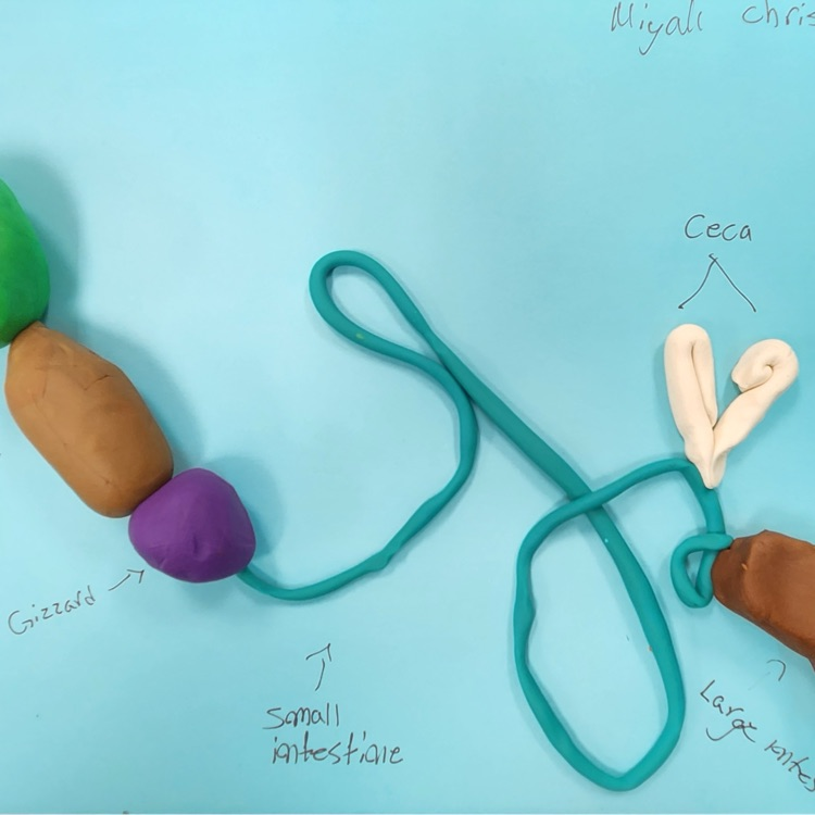playdoh body systems lab