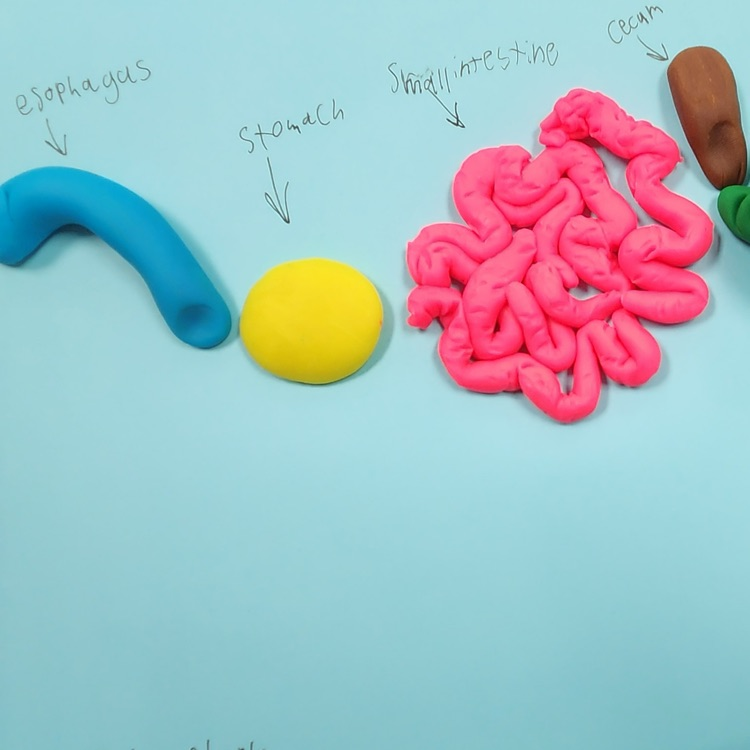 playdoh body systems lab