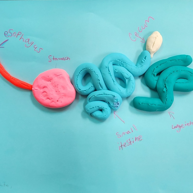 playdoh body systems lab
