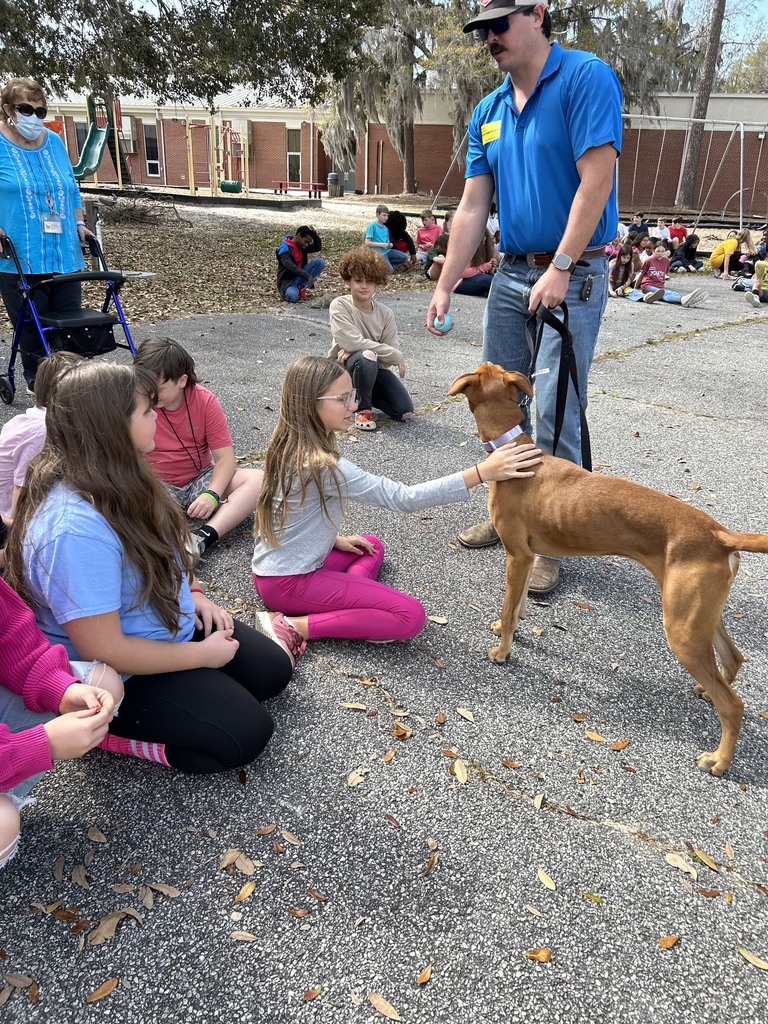 dog3