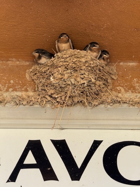 The birds