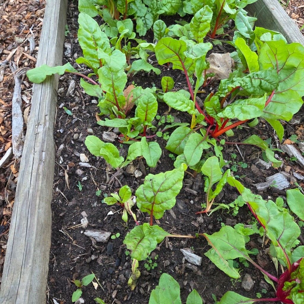 rainbow chard grown at ung hometown harvest Dahlonega