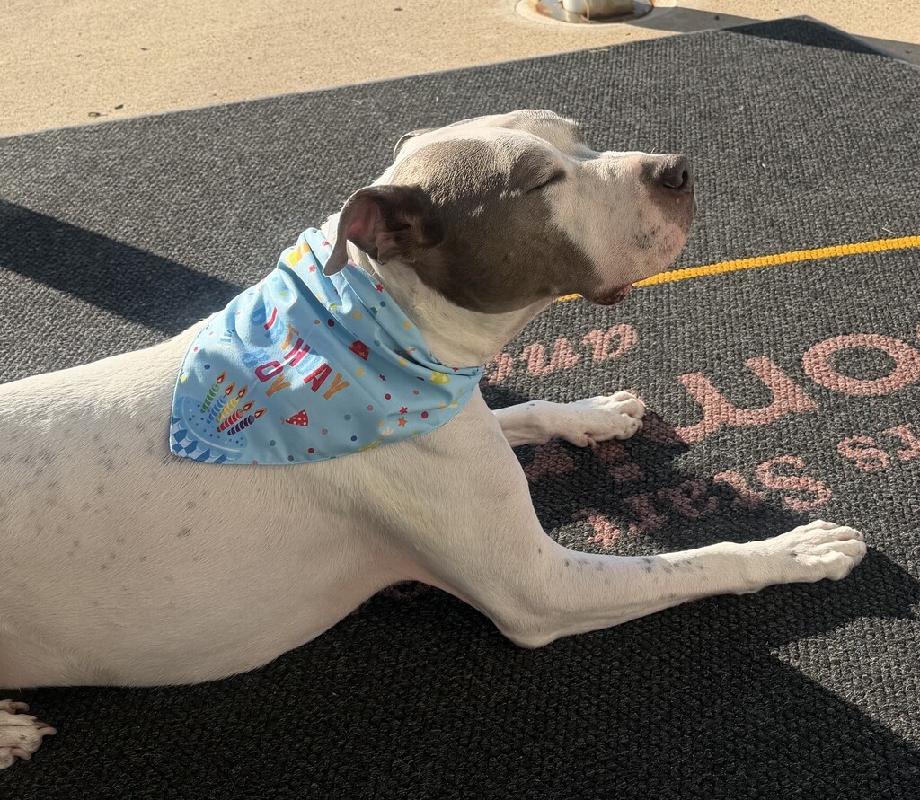 Milo 