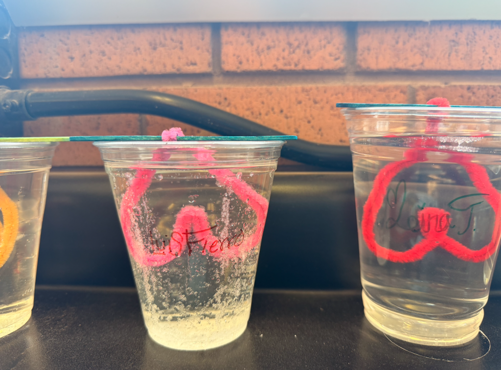 From unsaturated to supersaturated 🧪✨ Our chemistry students are growing borax crystals using hot water, pipe cleaners, and patience. Now we wait for the crystals to form! ❄️🔬 #STEM #ChemistryClass