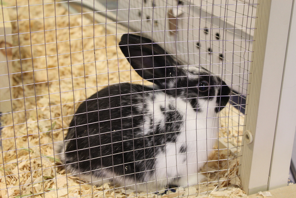 bunny in cage