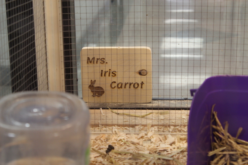 wooden name plate for rabbit