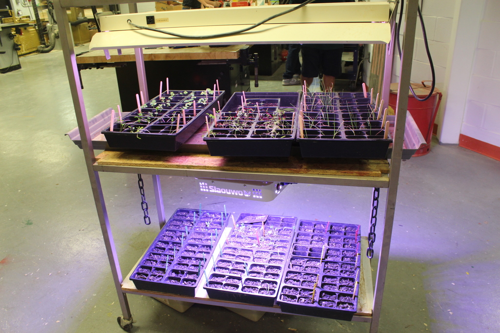 seedlings in trays