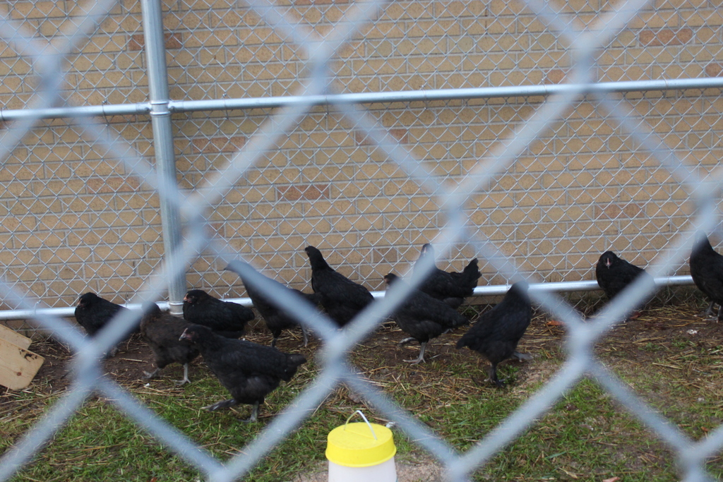 chickens in fenced in area