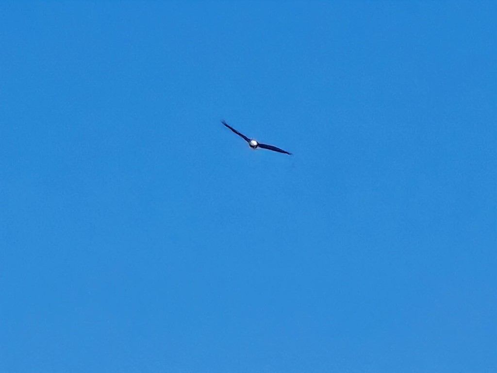 eagle flying in the sky