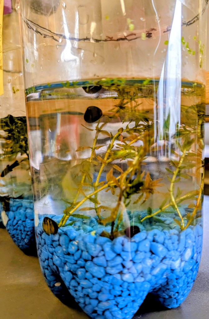 clear plastic bottle full of plant life