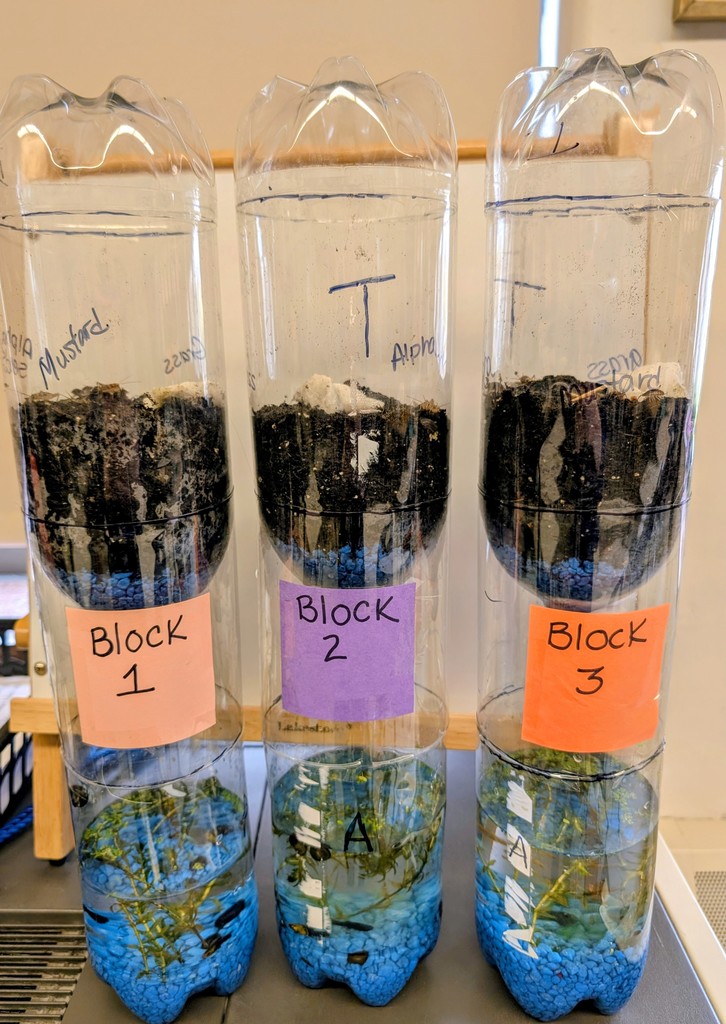 six clear plastic bottles full of plant life