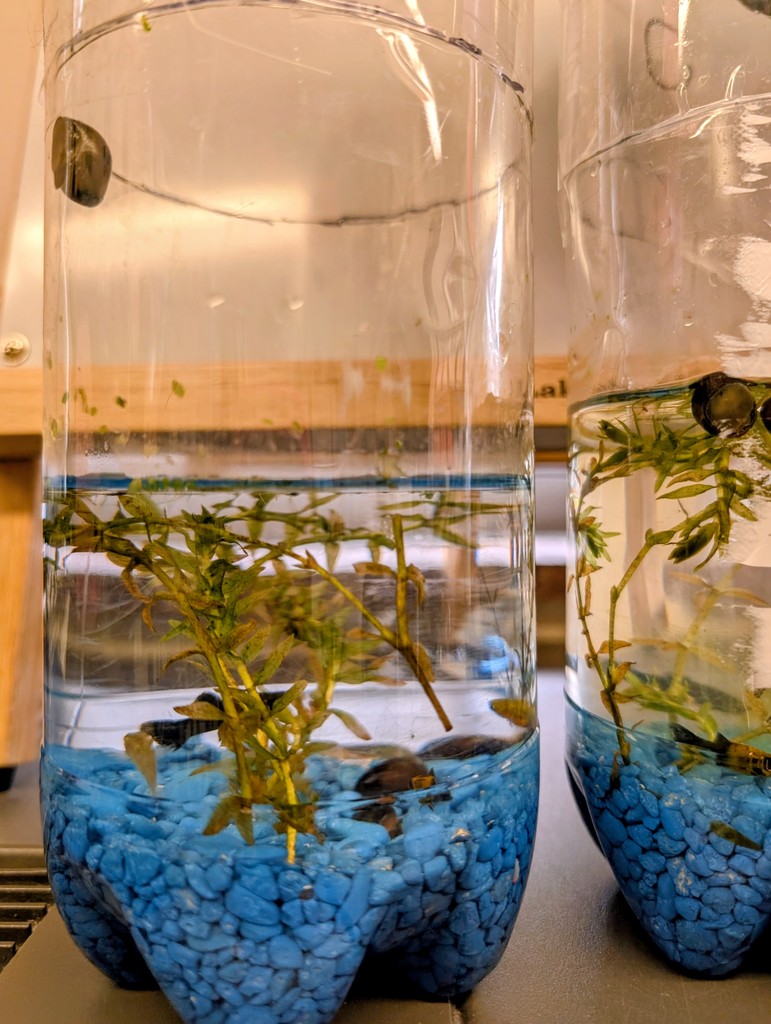 clear plastic bottle full of plant life