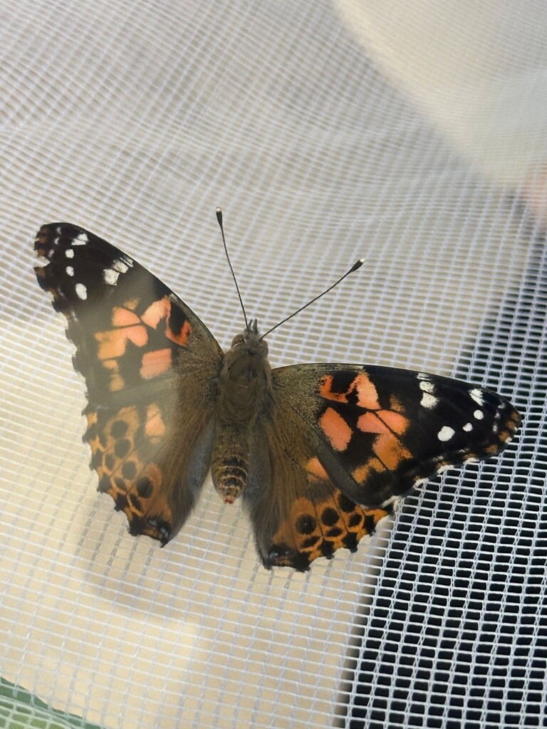 monarch butterfly