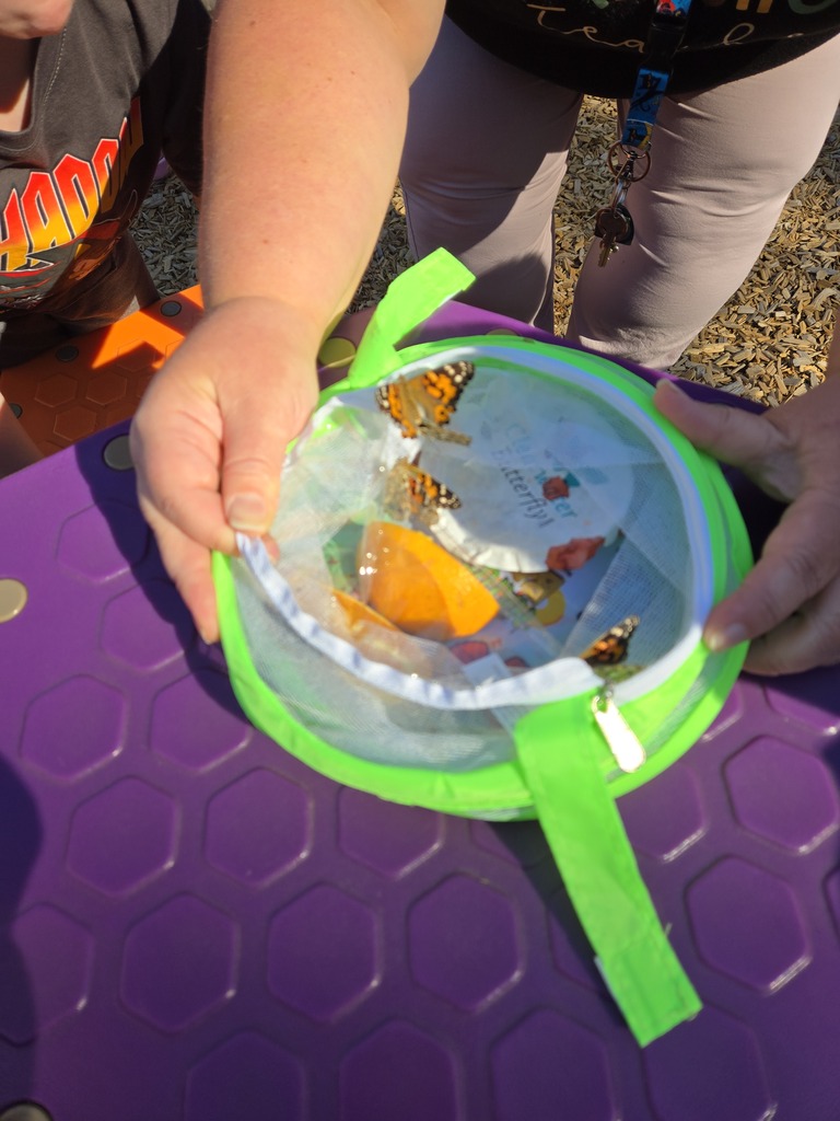 student holding net with butterflies and fruit in it