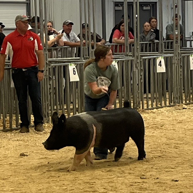 FFA State Fair Showmanship