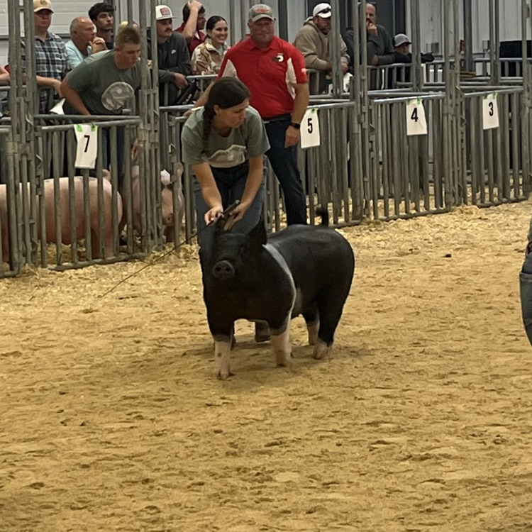 FFA State Fair Showmanship