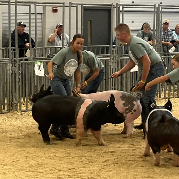 FFA State Fair Showmanship