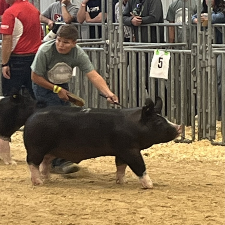 FFA State Fair Showmanship
