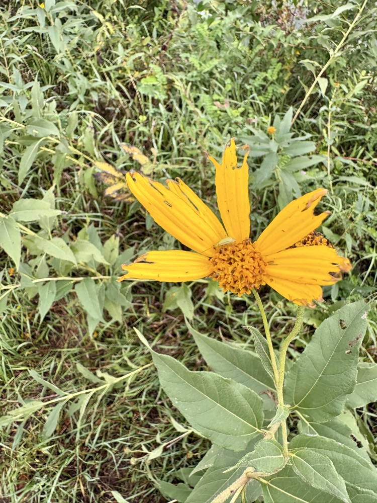 @lyonsdecatur #LDNEbioblitz