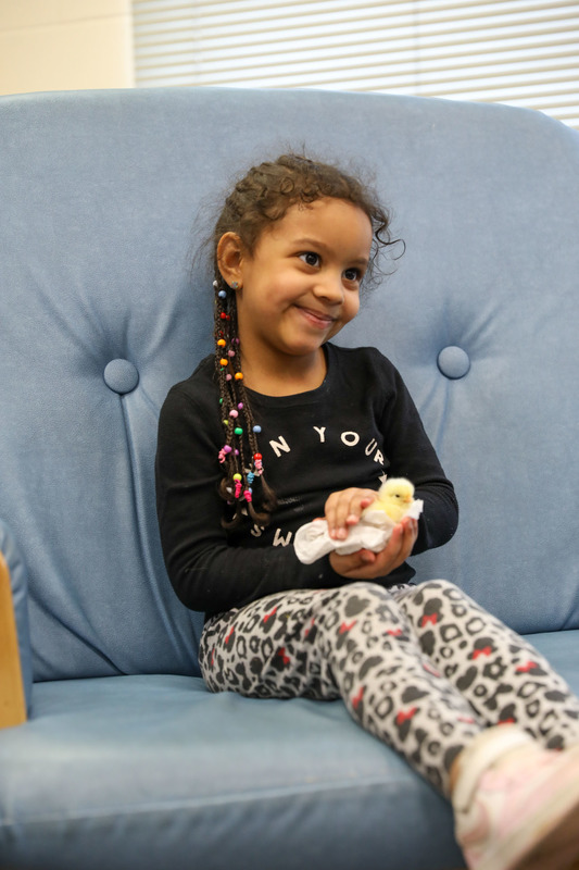 Ms. Petty's Class with Chicks