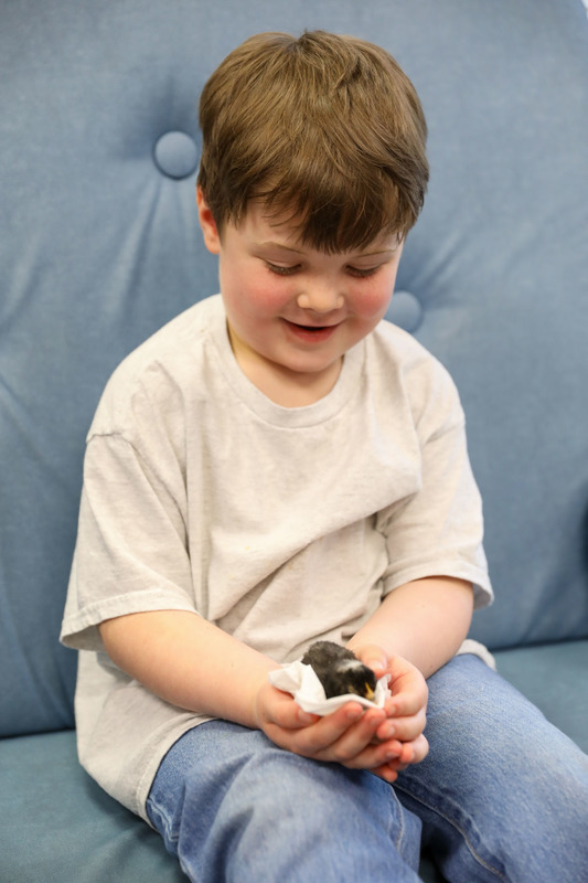 Ms. Petty's Class with Chicks