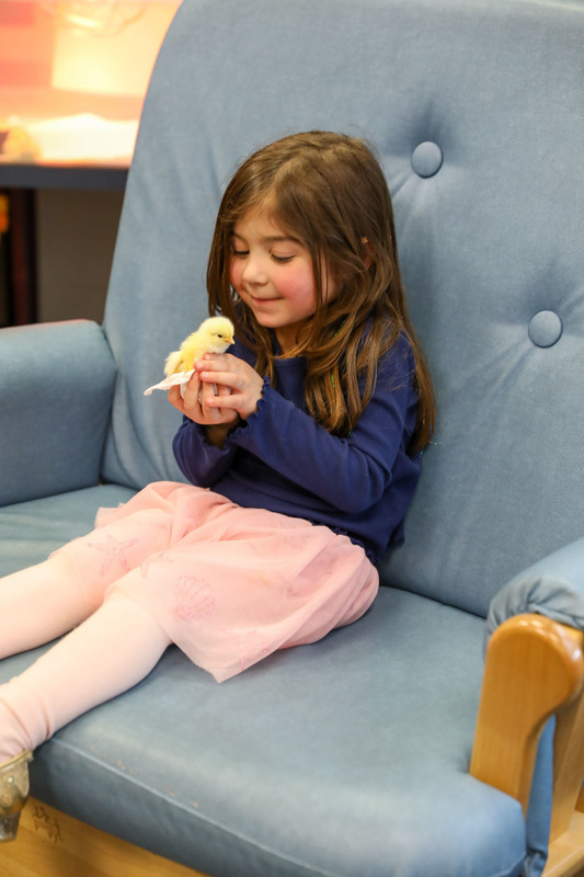 Ms. Petty's Class with Chicks