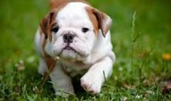 Image of a very cute brown and white Bulldog puppy
