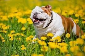 Image of a brown and white Bulldog running in a field of grass and dandelions.