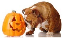 A cute Bulldog puppy is pressing his nose against a Jack-o-lantern.