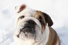 Picture of a Bulldog sitting 