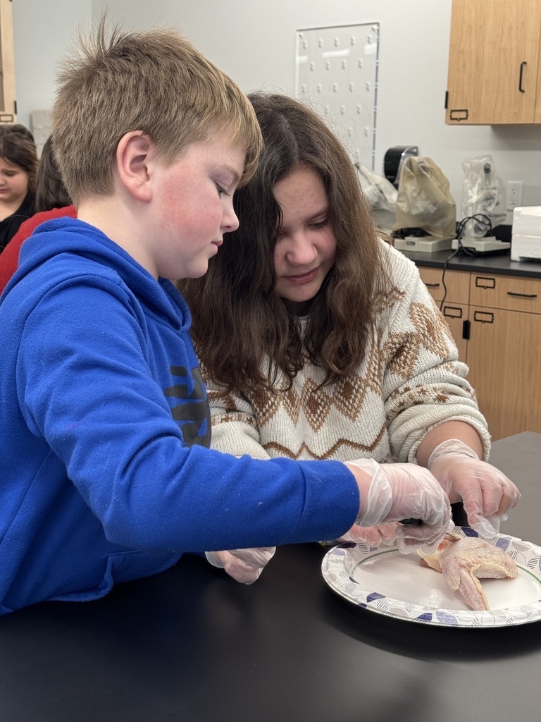 students in science lab to dissect chicken wings, learning how muscles are attached to the skeletal system