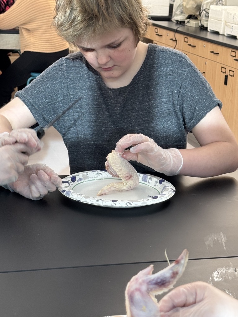 students in science lab to dissect chicken wings, learning how muscles are attached to the skeletal system