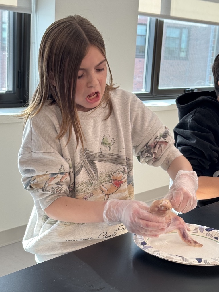 students in science lab to dissect chicken wings, learning how muscles are attached to the skeletal system