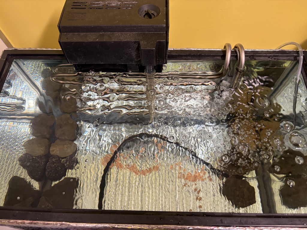 Lawrence Elementary's 4th Grade Explorers Club  during a salmon egg activity.