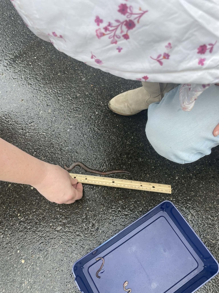 students measuring worms