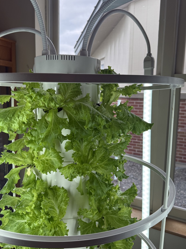 pics of lettuce grown by students.
