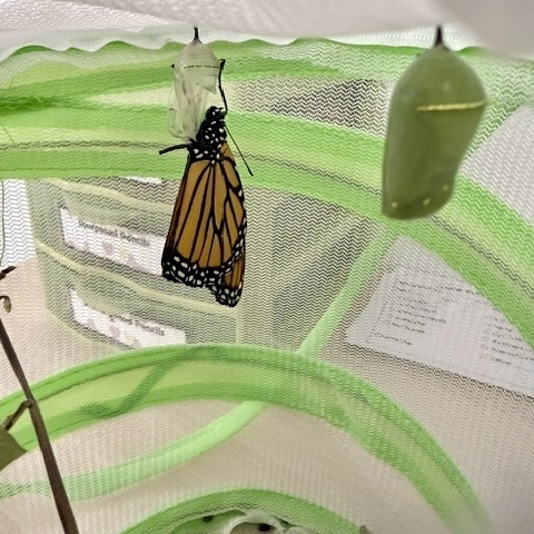 Students releasing butterflies