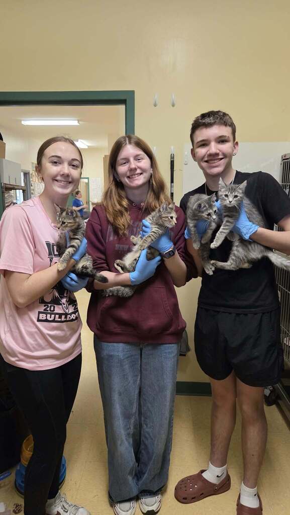 Three high school students are at the Waterville Humane Society holding four very cute grey tabby kittens..