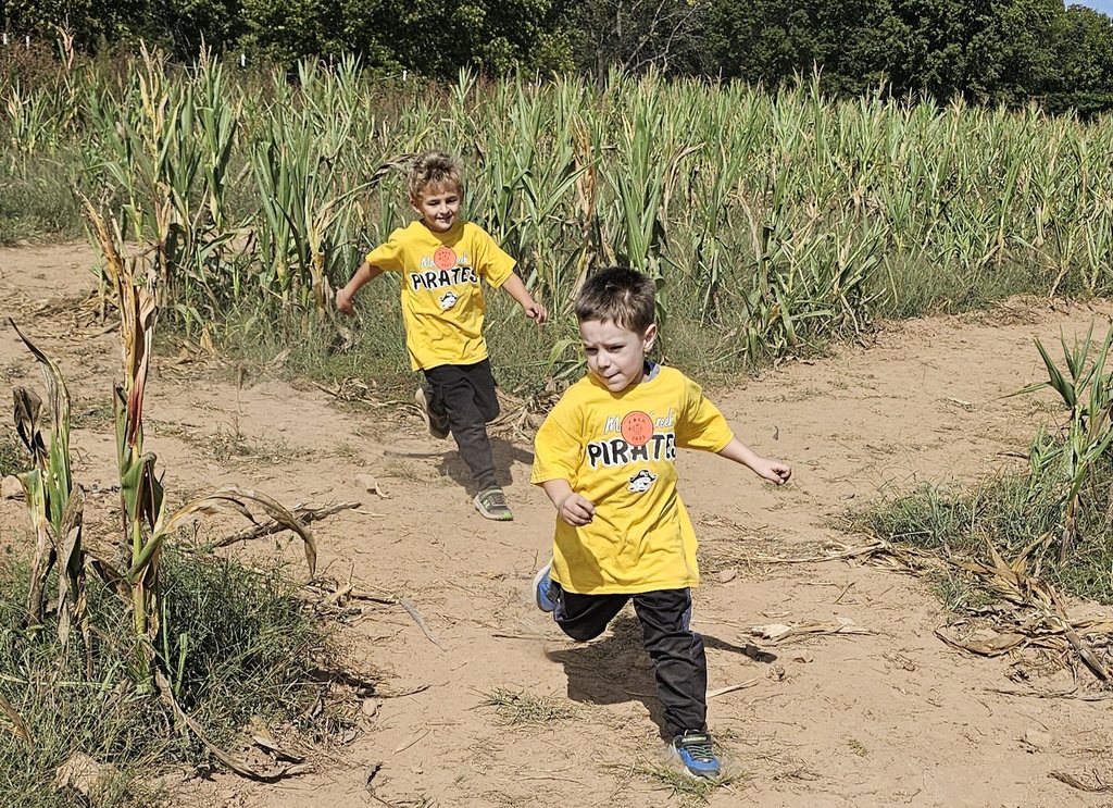 Corn maze