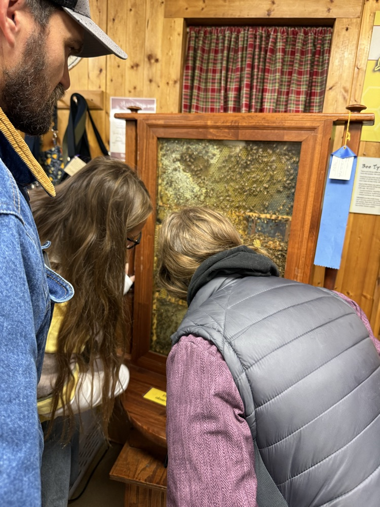 looking at live honey bees 