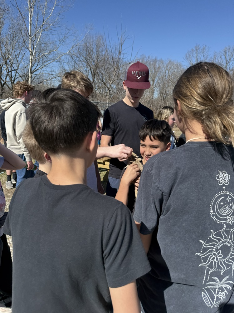 Petting zoo bearded dragon