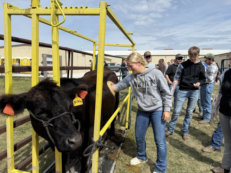 Taeler putting her hand in the cannulated cow.