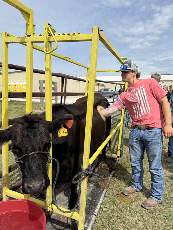 Eli putting his hand in the cannulated cow.