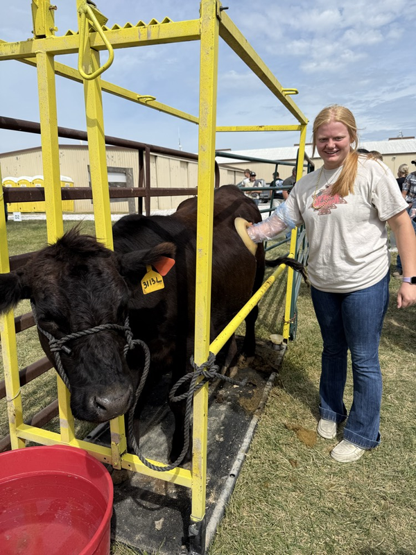 Kassidy exploring the digested feed inside the cow’s rumen.