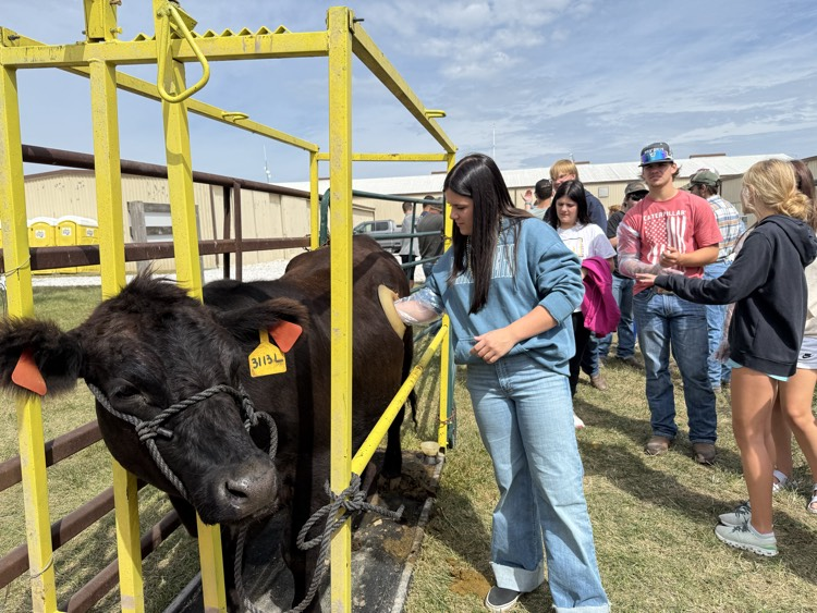 Eva sticking her hand in the rumen.