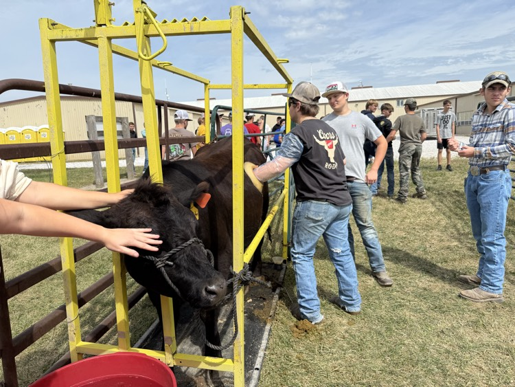 Trenton putting his hand in the rumen of the cow.