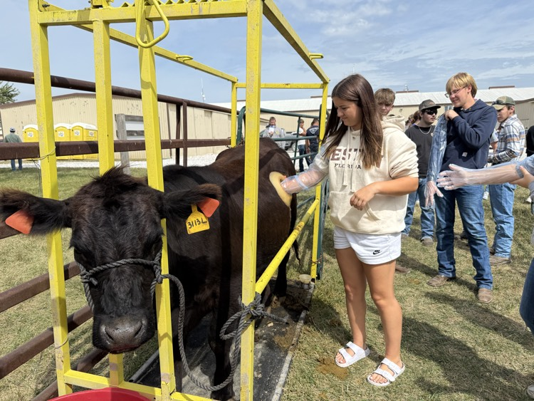 Brooke touching the inside of the rumen.