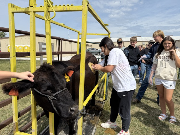 Ava touching the cannulated cow’s rumen.