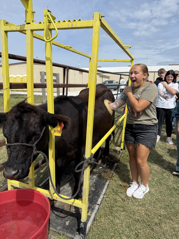 Brooklyn trying out the cannulated cow.